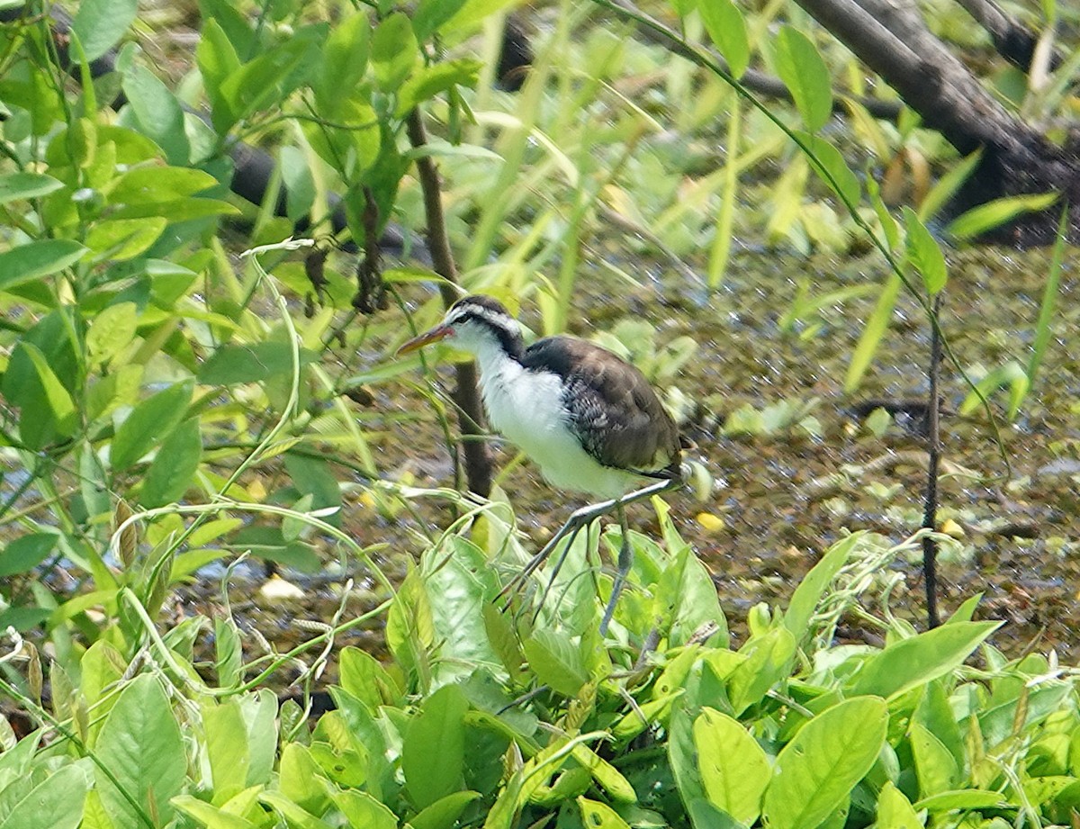 Wattled Jacana - ML631475213