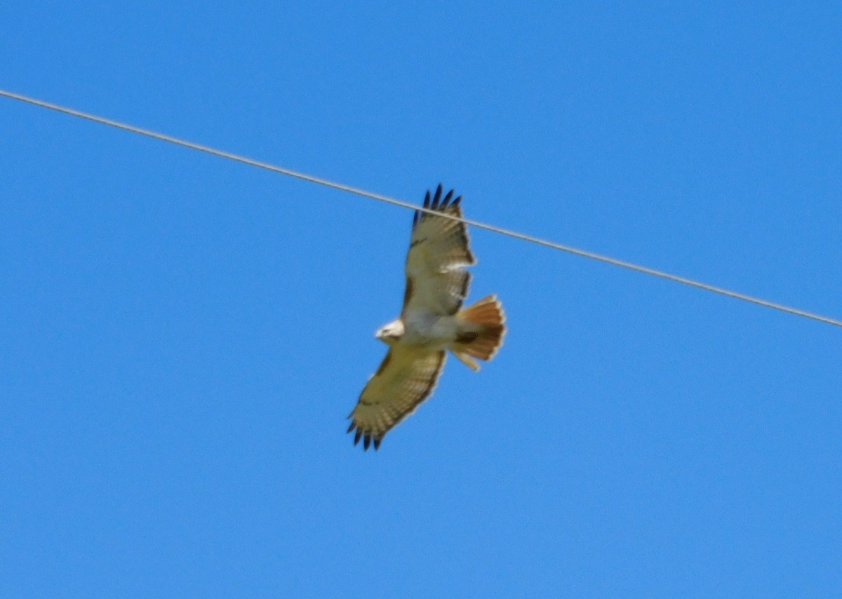Red-tailed Hawk - ML631475222