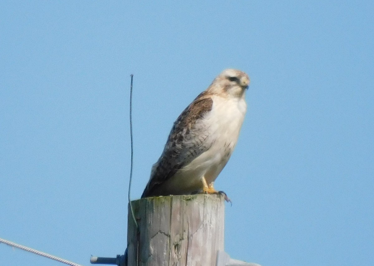 Red-tailed Hawk - ML631475223