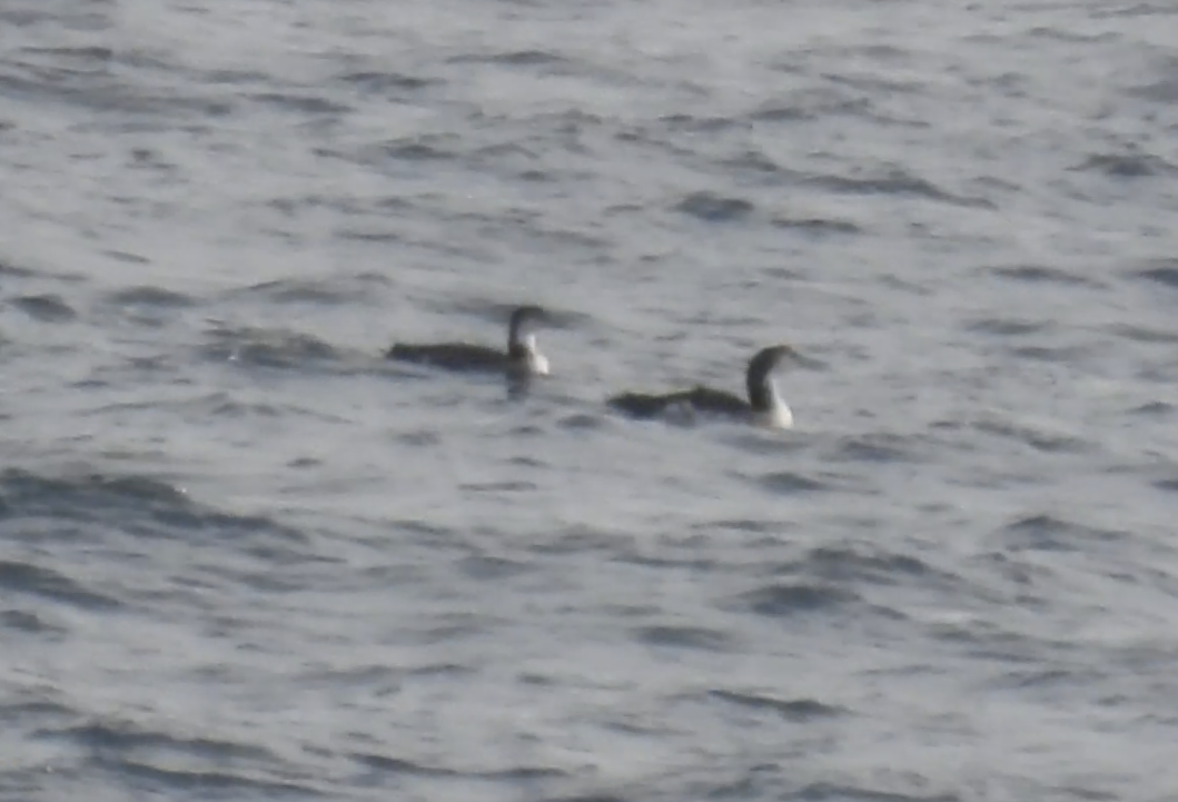 Common Loon - ML631475328
