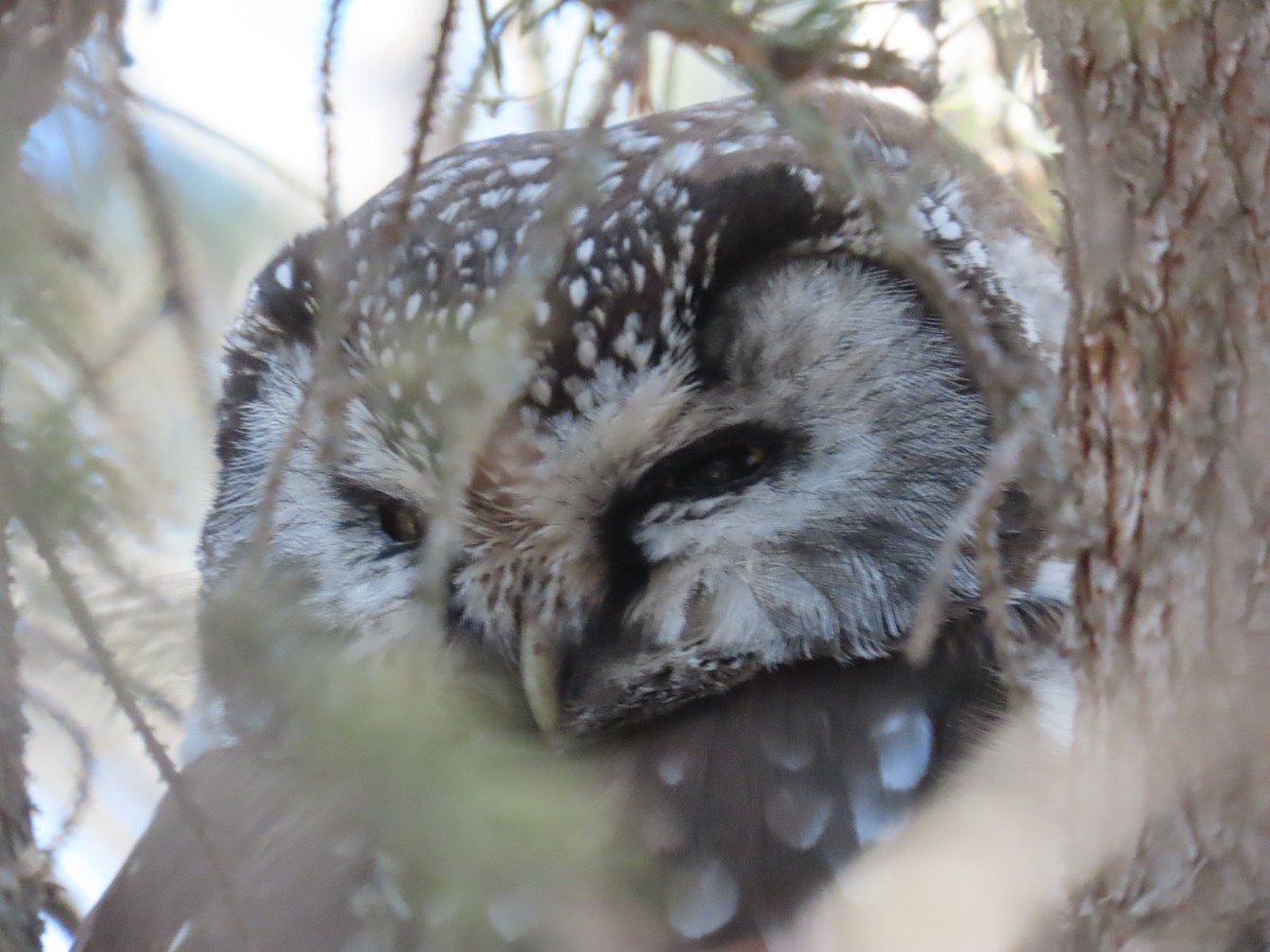 Boreal Owl - ML631475397