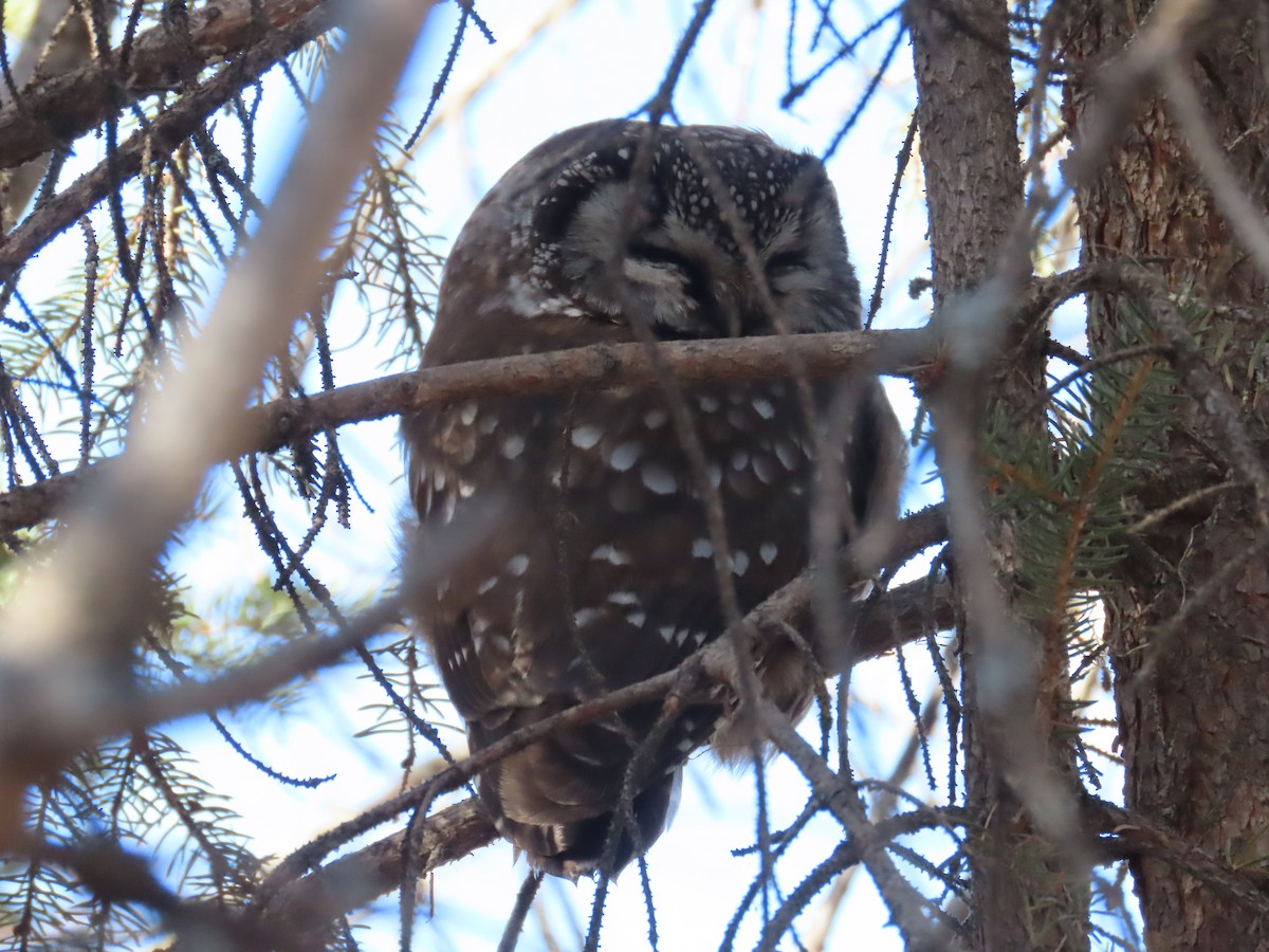 Boreal Owl - ML631475408