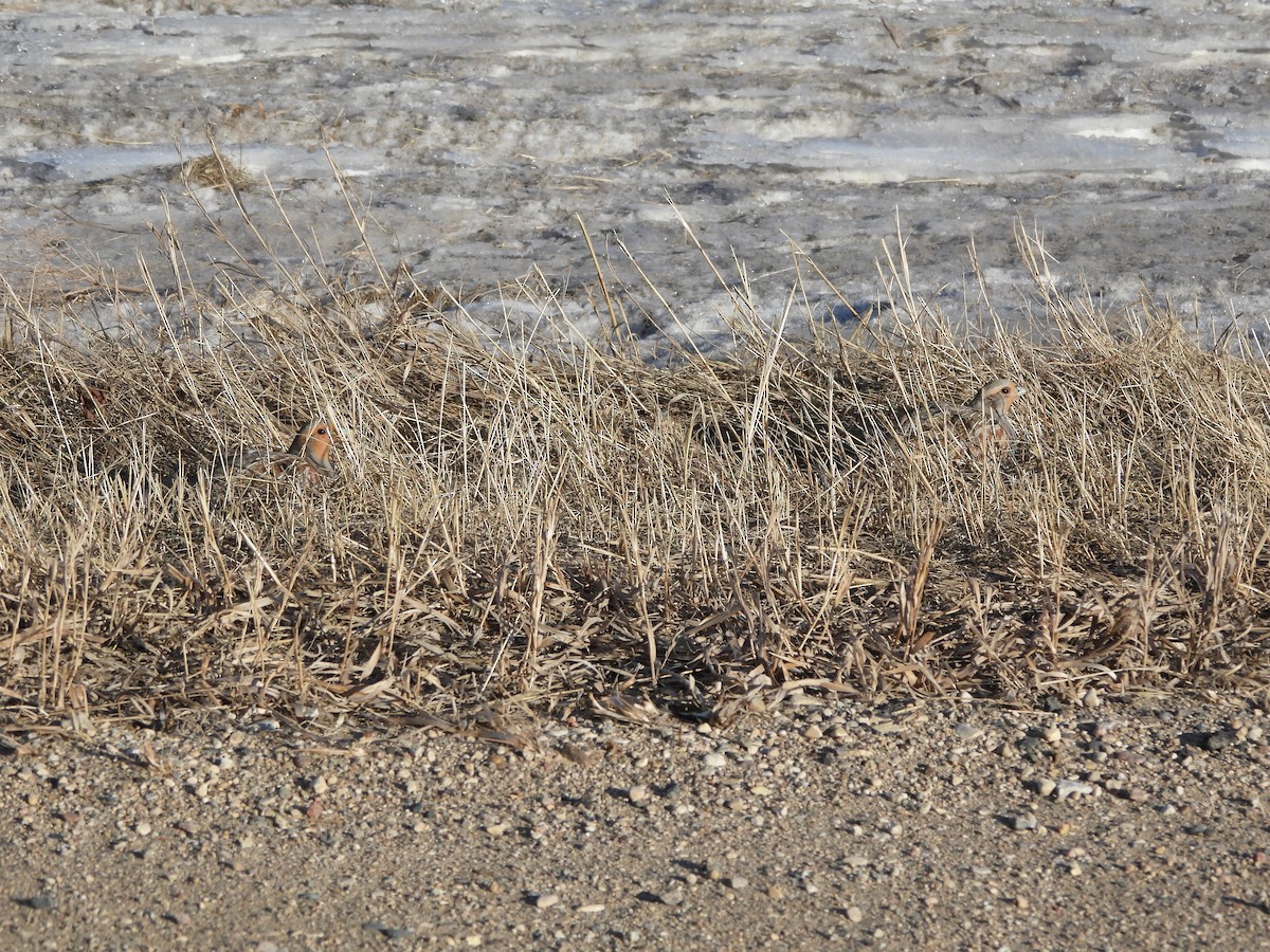 Gray Partridge - ML631475424