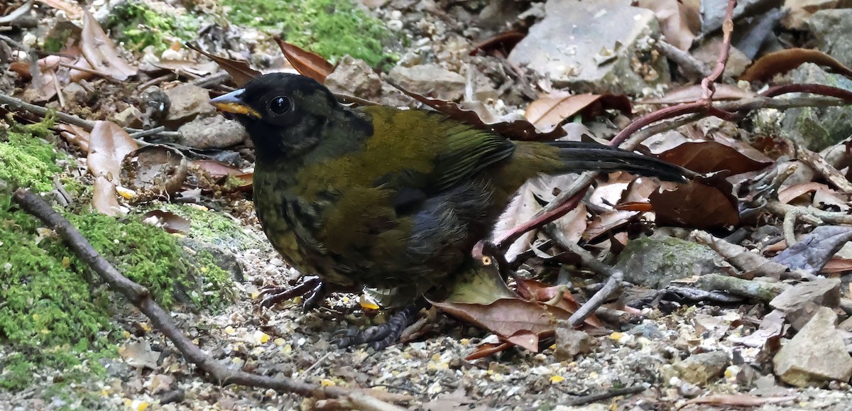 Large-footed Finch - ML631475458