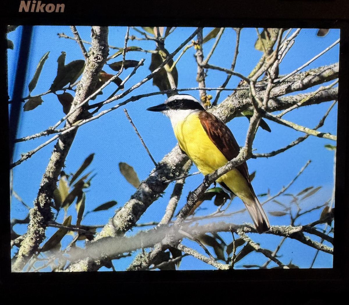 Great Kiskadee - ML631475524
