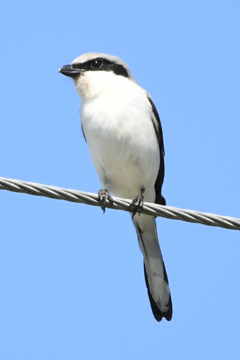 Loggerhead Shrike - ML631475712