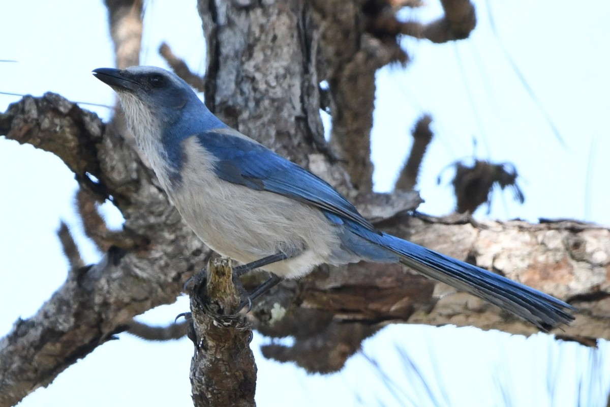 Florida Scrub-Jay - ML631475735