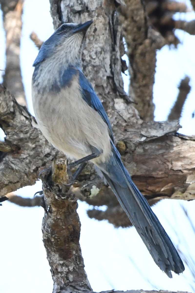 Florida Scrub-Jay - ML631475736