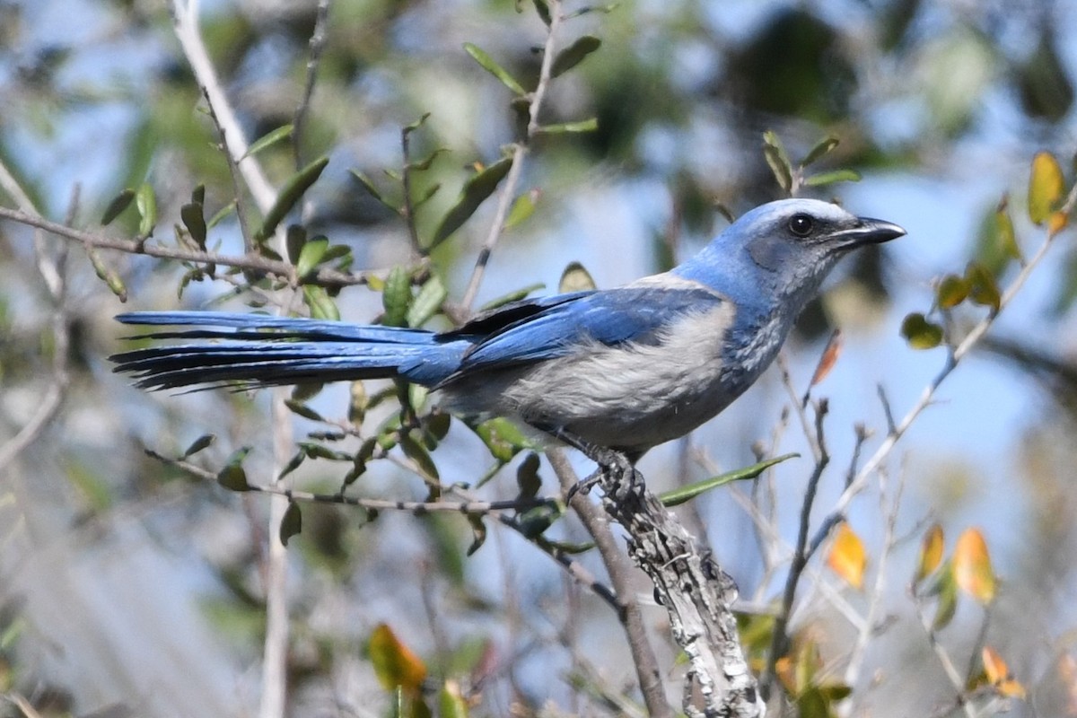 Florida Scrub-Jay - ML631475737