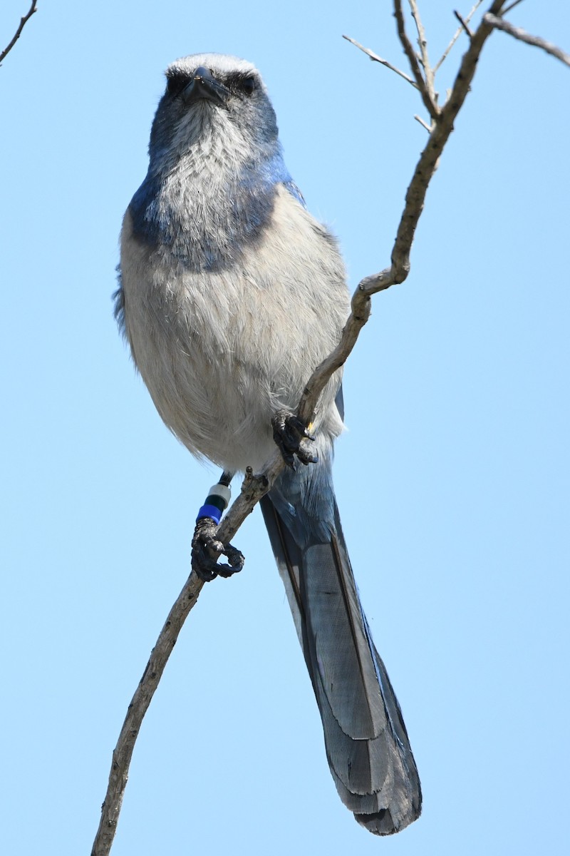 Florida Scrub-Jay - ML631475738