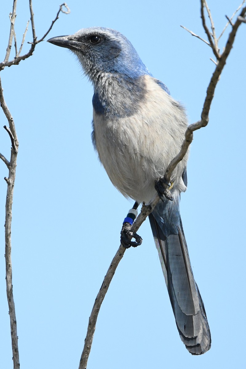 Florida Scrub-Jay - ML631475739