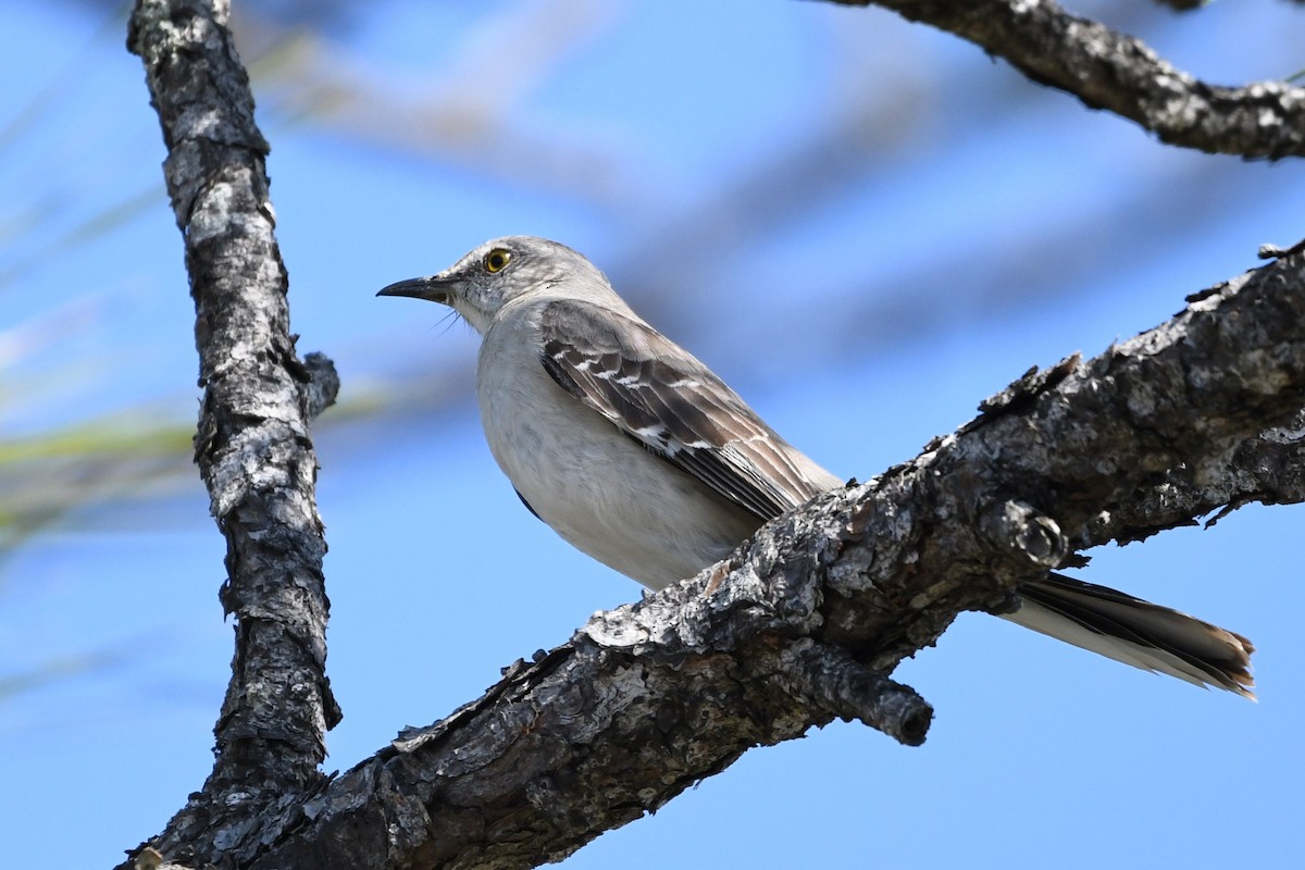 Northern Mockingbird - ML631475746