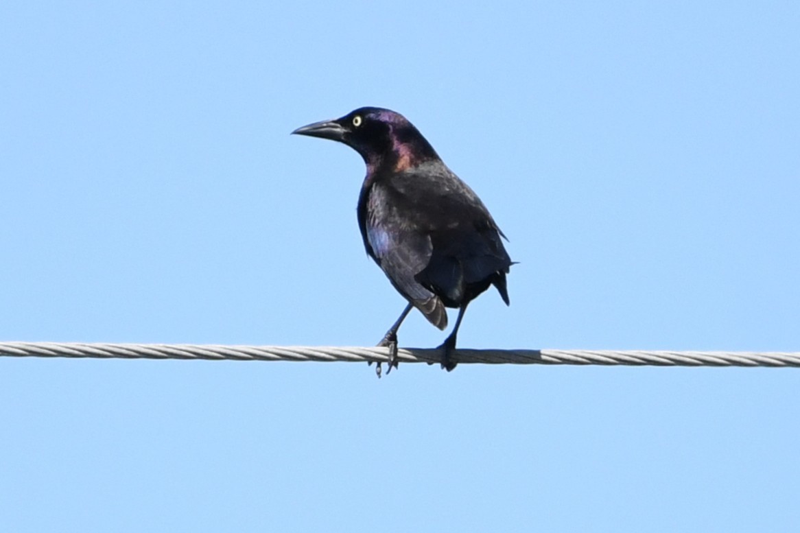 Common Grackle (Florida/Purple) - ML631475757