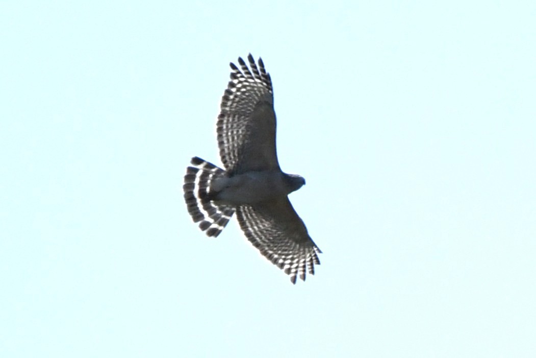 Red-shouldered Hawk - ML631475826