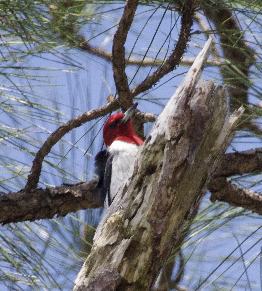 Red-headed Woodpecker - ML631475843