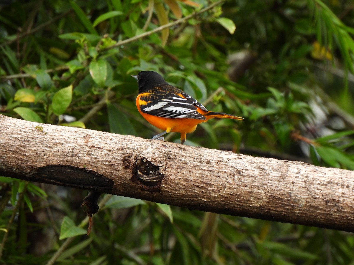 Baltimore Oriole - ML631475882