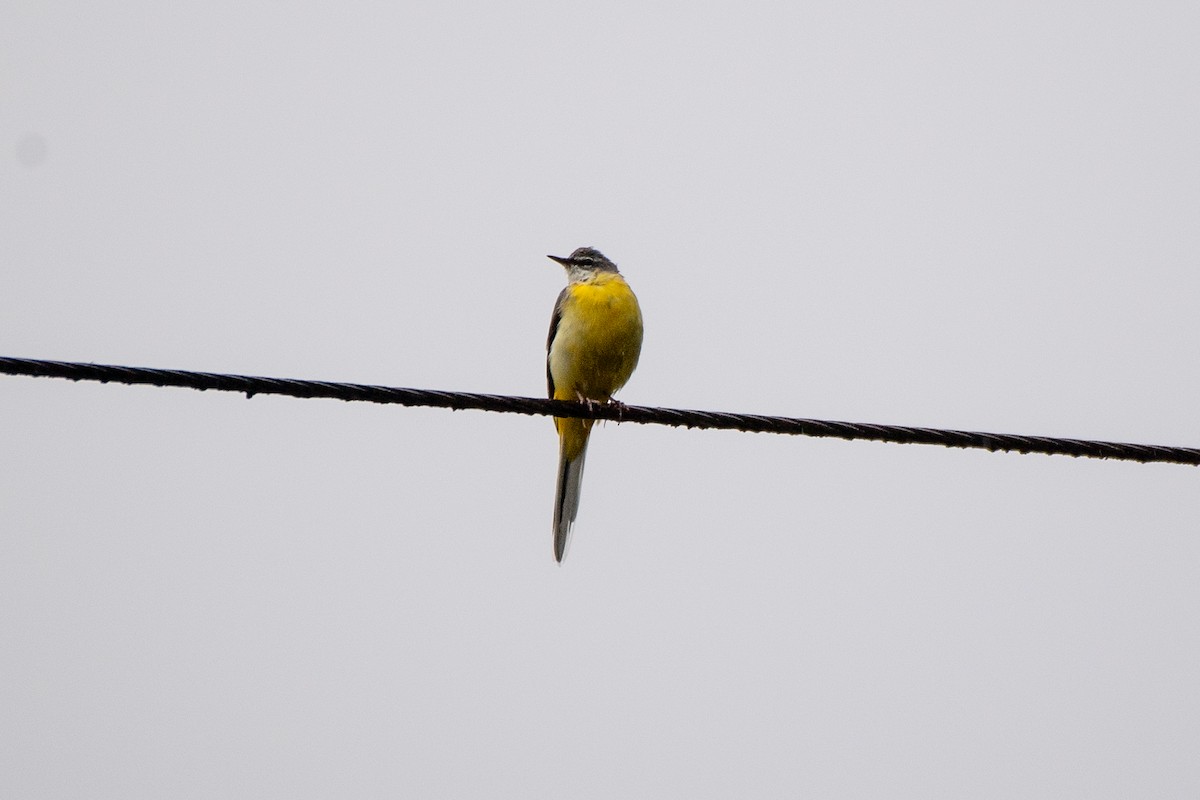 Ballerina gialla - ML631475973