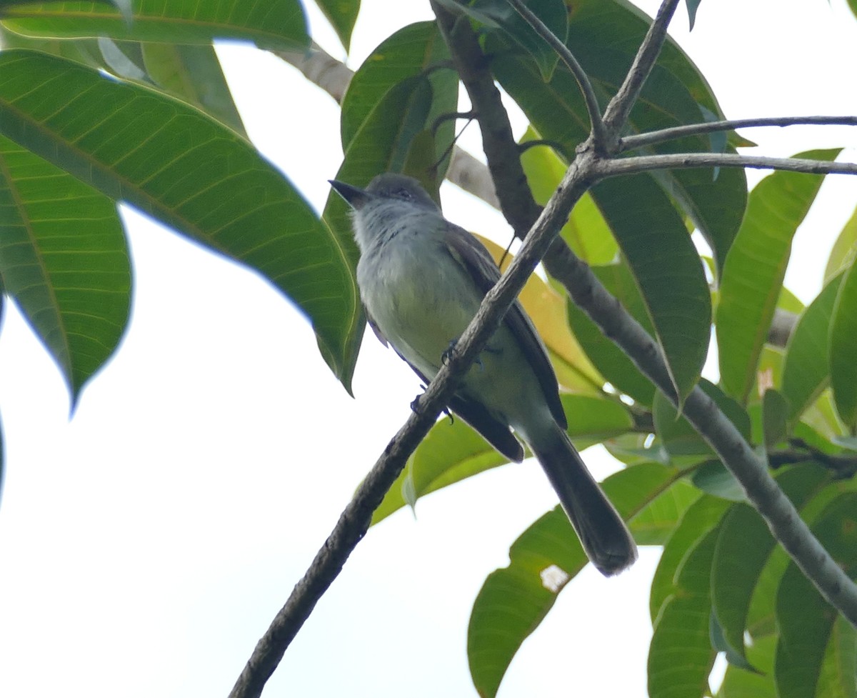 Venezuelan Flycatcher - ML631475976