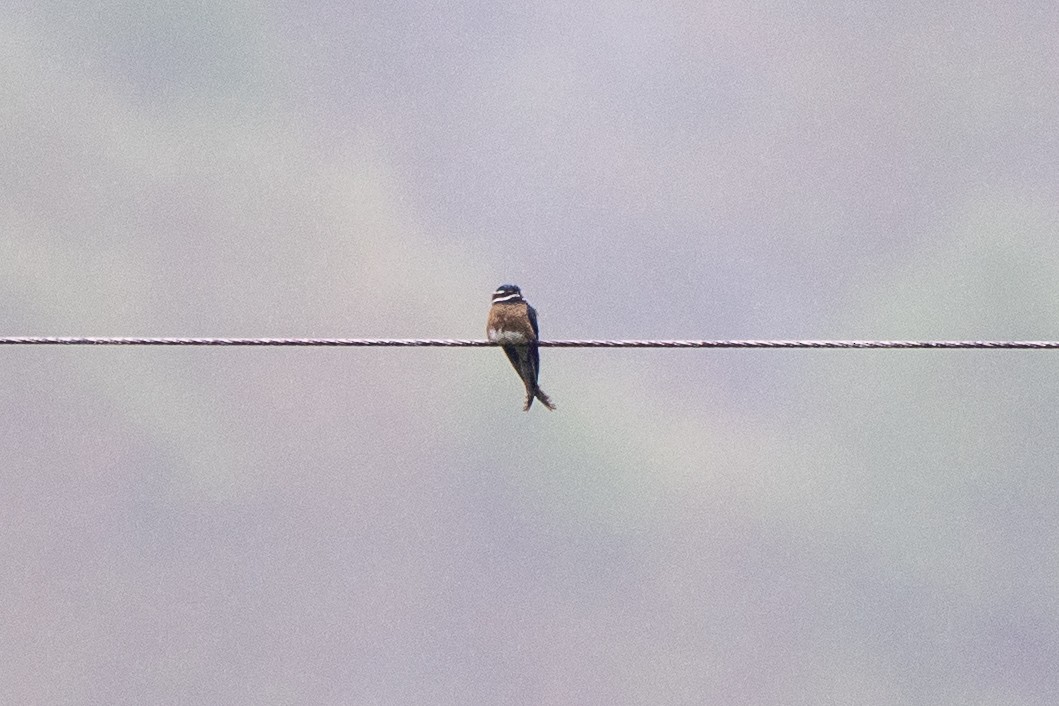 Whiskered Treeswift - ML631476116