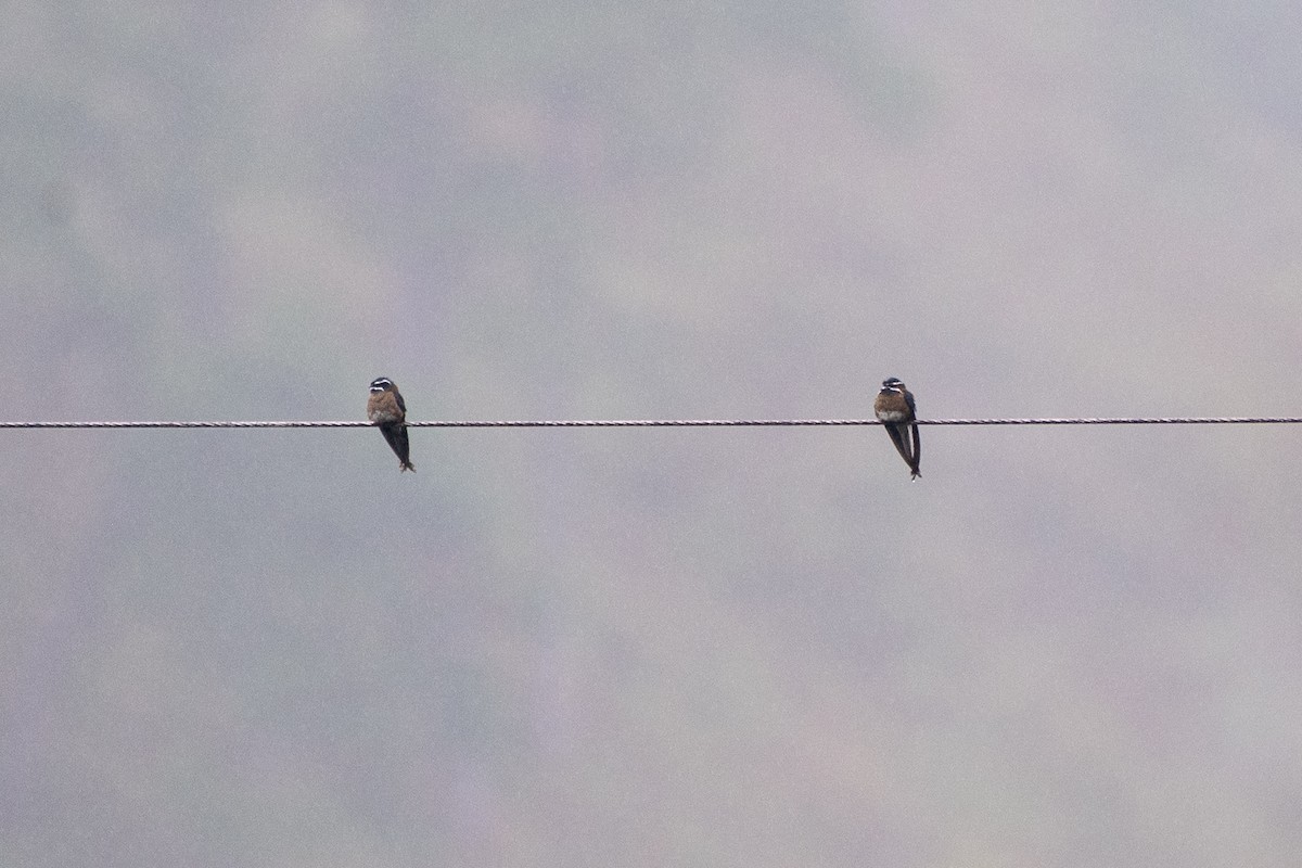 Whiskered Treeswift - ML631476118