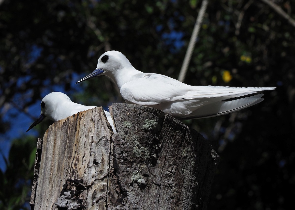 White Tern - ML631476220