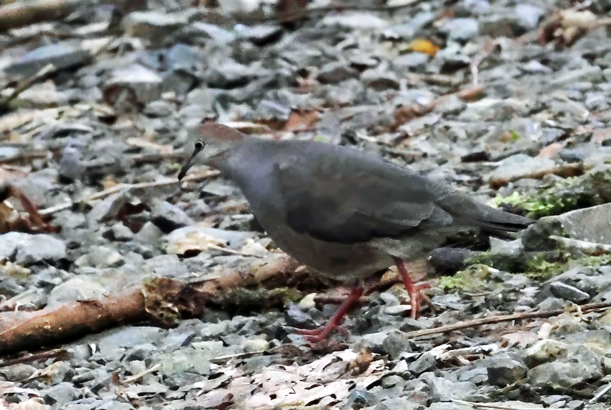 Purplish-backed Quail-Dove - ML631476294