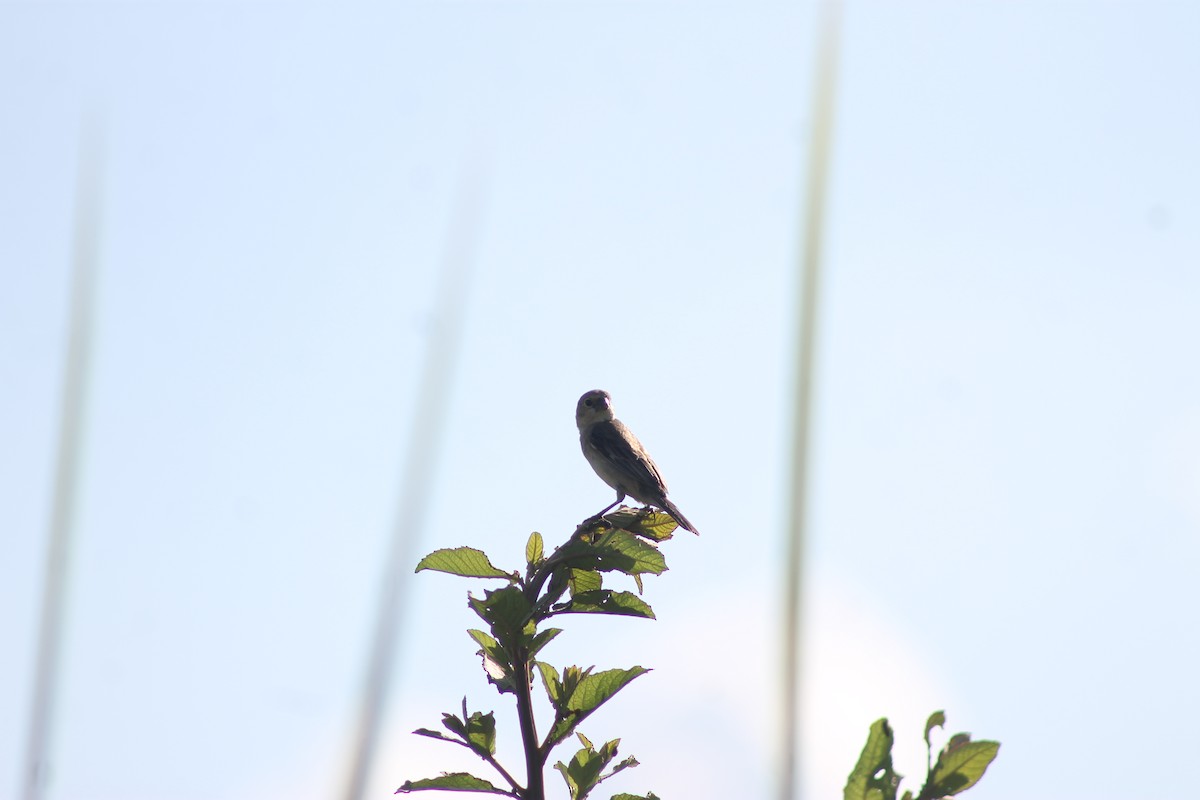 Pearly-bellied Seedeater - ML631476334