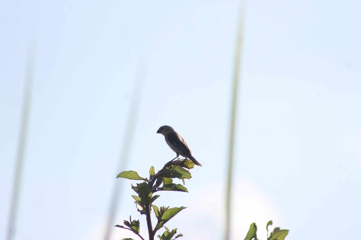 Pearly-bellied Seedeater - ML631476337