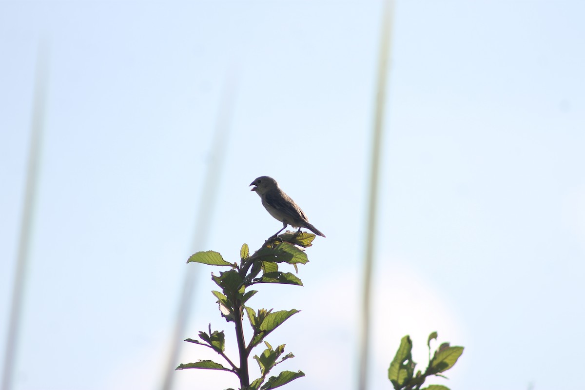 Pearly-bellied Seedeater - ML631476339
