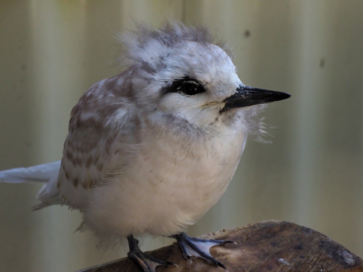 White Tern - ML631476702