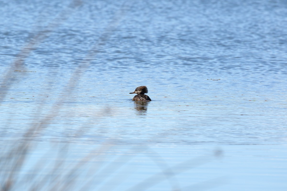 Hooded Merganser - ML631476850