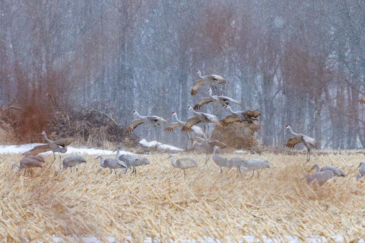 Sandhill Crane - ML631476859