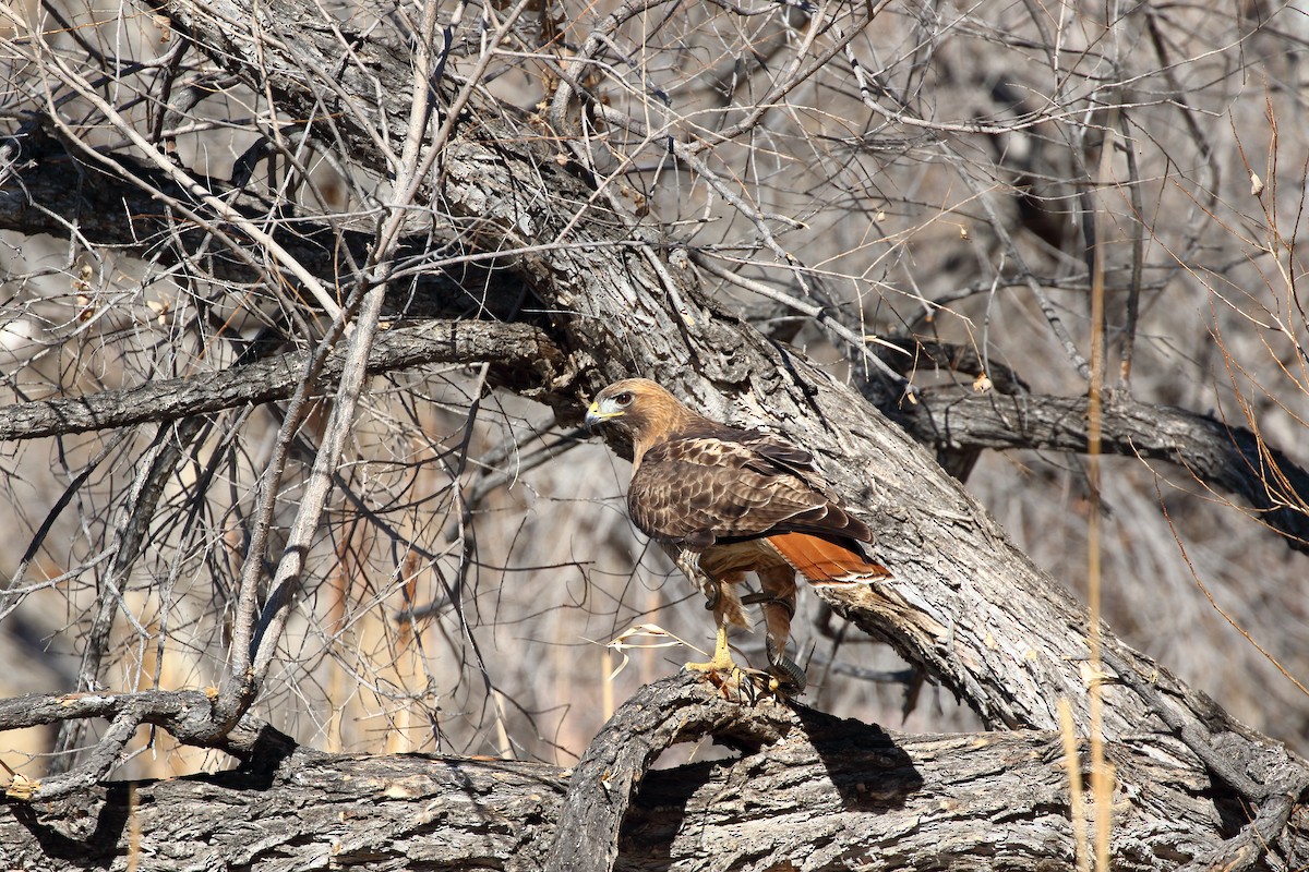 Red-tailed Hawk - ML631476869