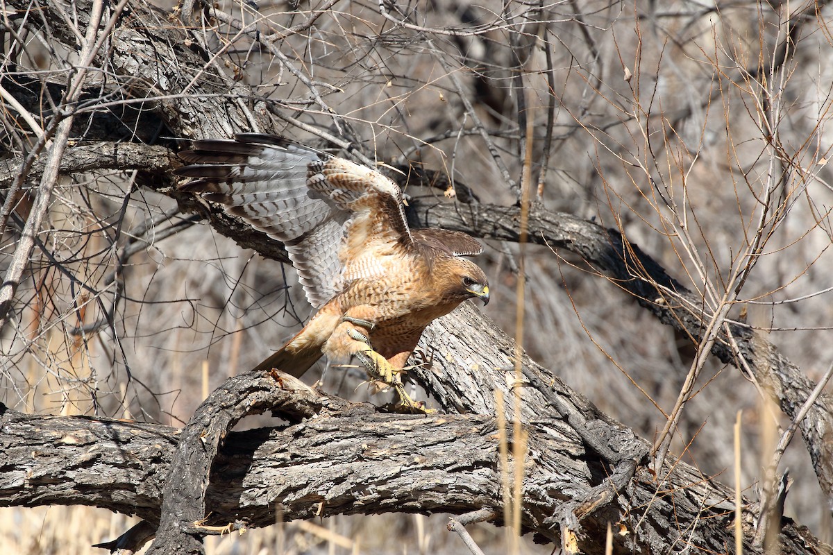 Red-tailed Hawk - ML631476881