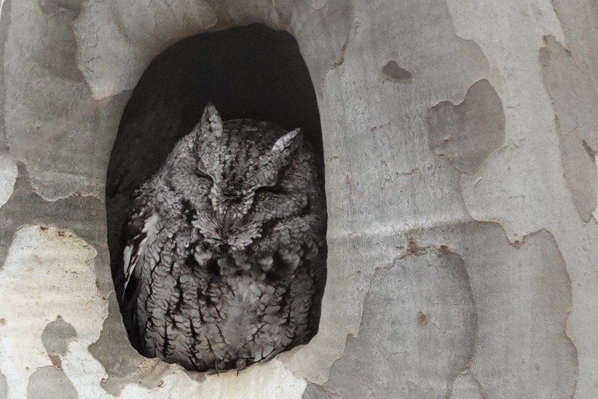 Eastern Screech-Owl - ML631476970