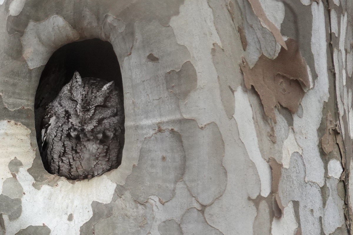 Eastern Screech-Owl - ML631476971