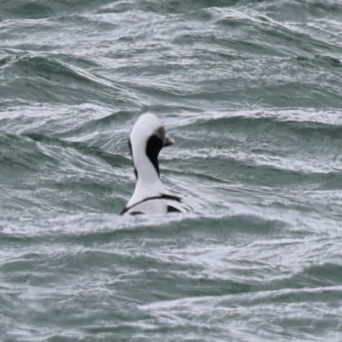Long-tailed Duck - ML631477110