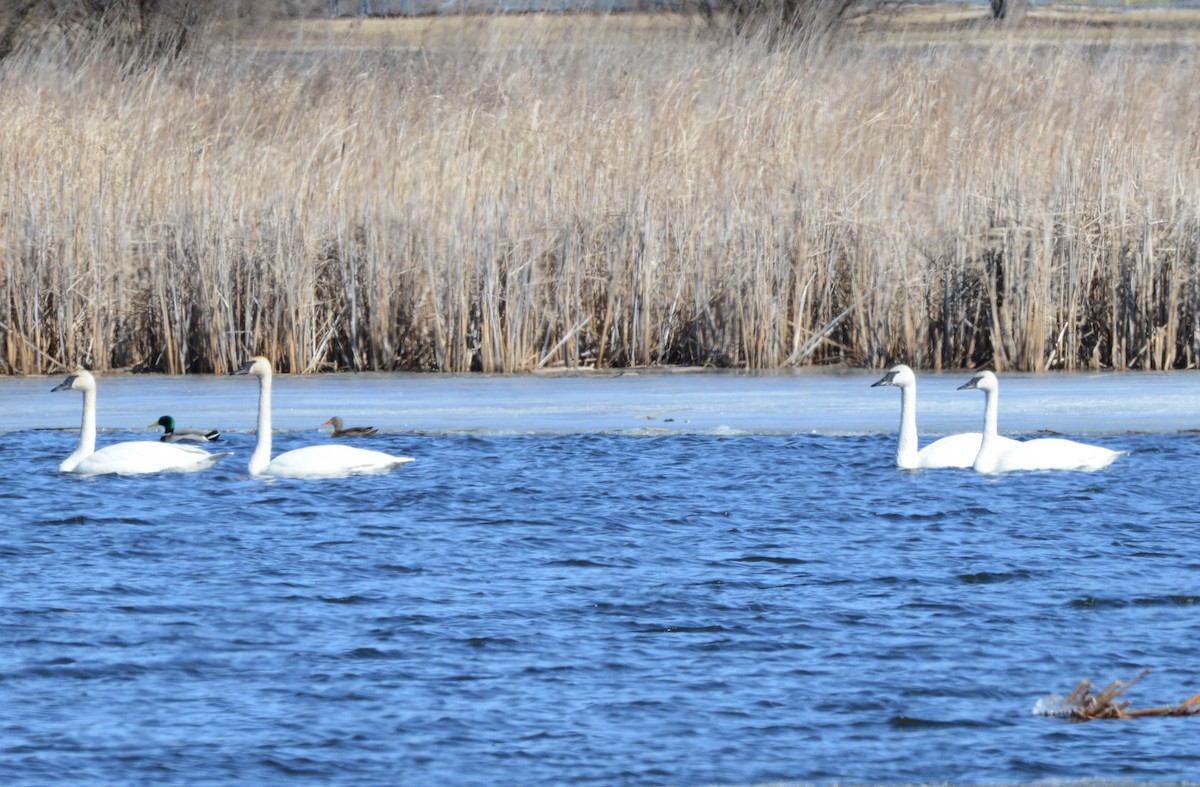 Trumpeter Swan - ML631477153