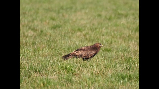 Rough-legged Hawk - ML631477218