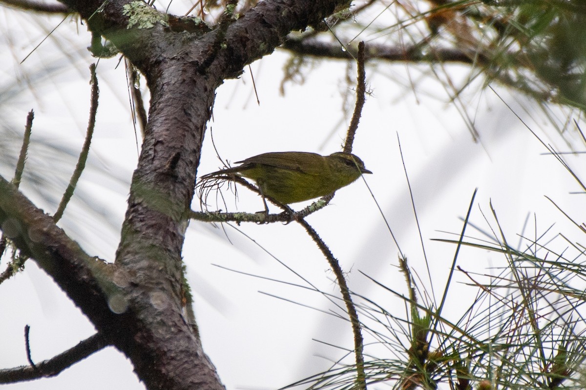 Negros Leaf Warbler - ML631477346