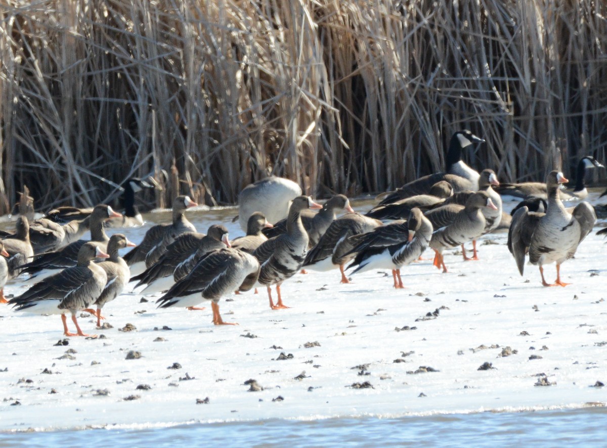 Greater White-fronted Goose - ML631477861