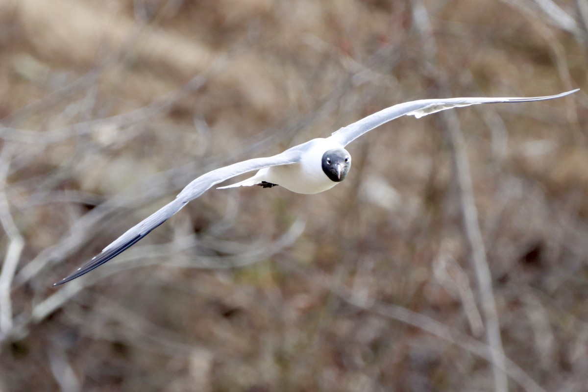 Mouette atricille - ML631477864