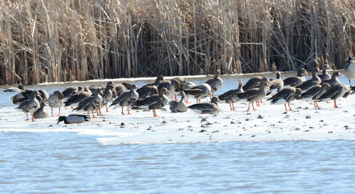 Greater White-fronted Goose - ML631477867