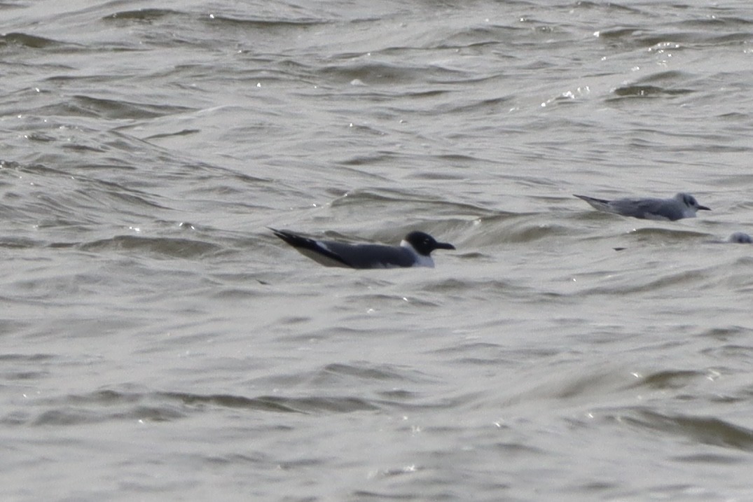 Mouette atricille - ML631477868
