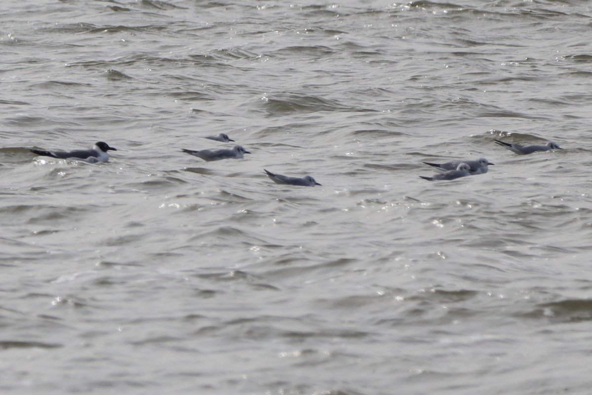 Mouette de Bonaparte - ML631477900