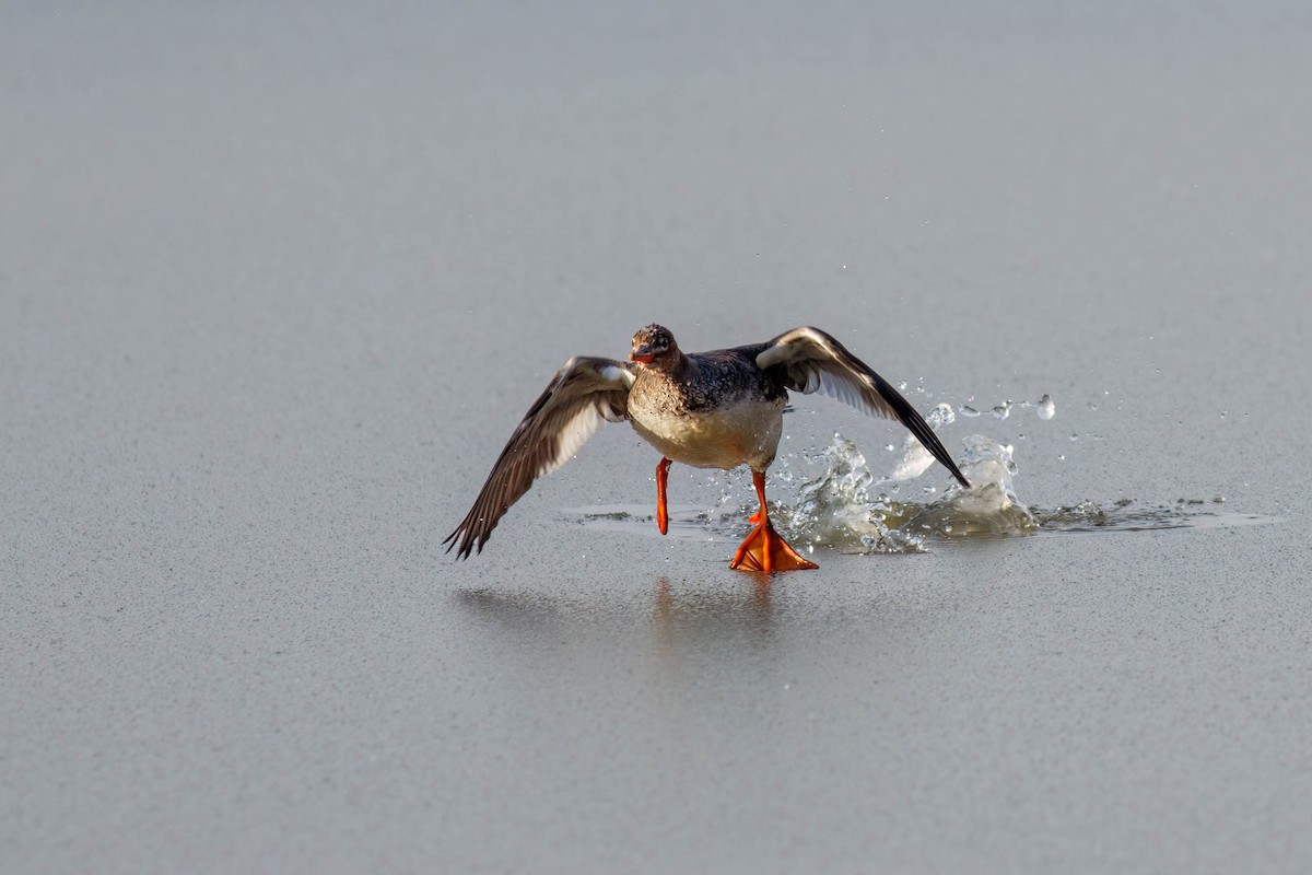 Сэвгэр бохио - ML631478029