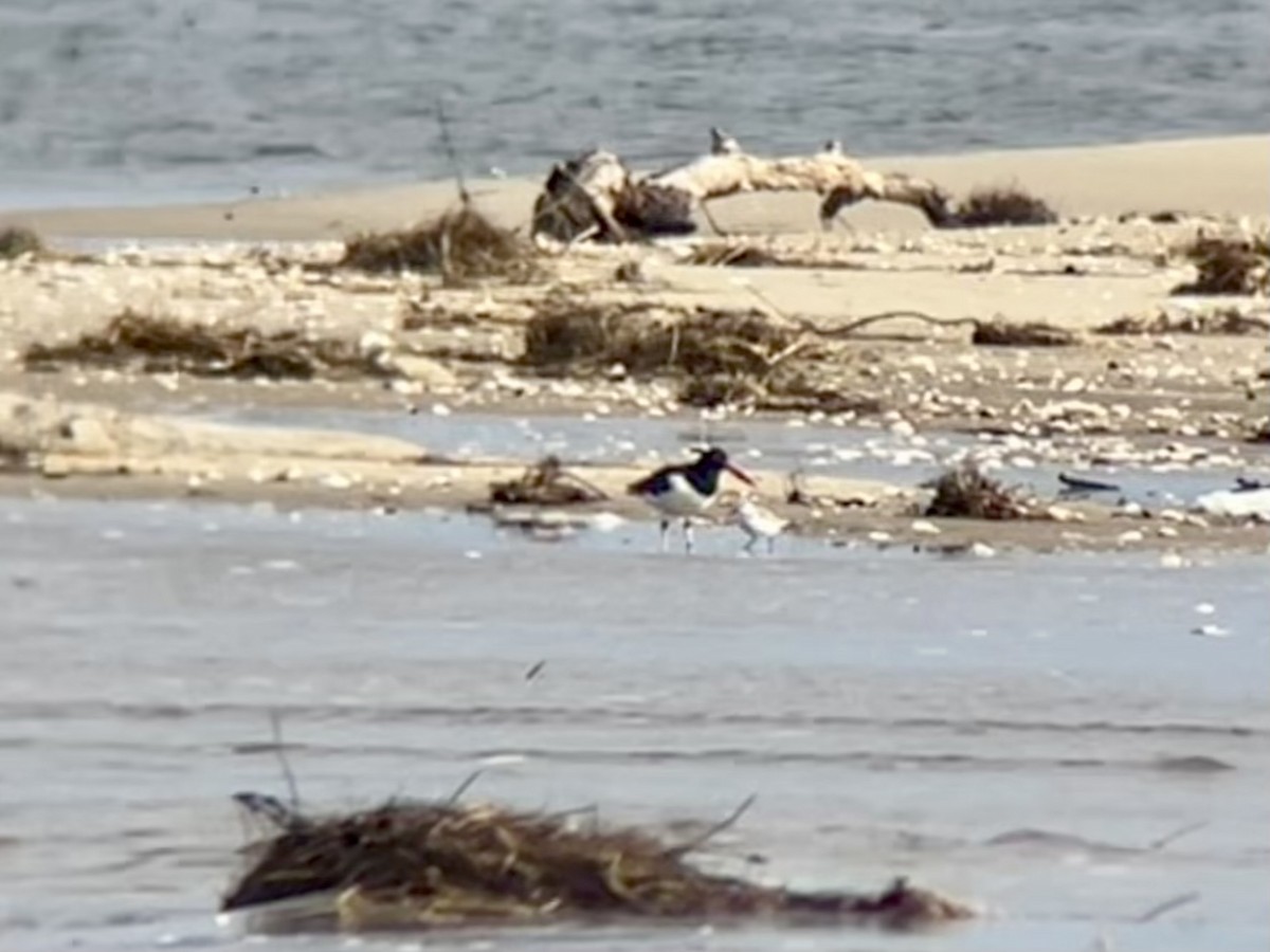 Американский кулик-сорока - ML631478035