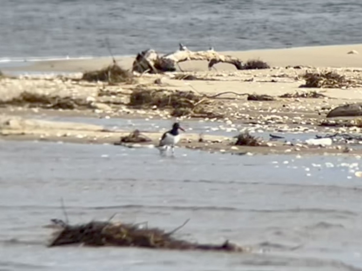 Американский кулик-сорока - ML631478036