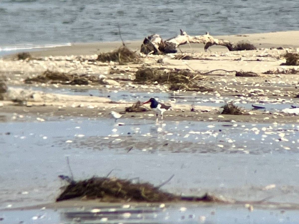 Американский кулик-сорока - ML631478037