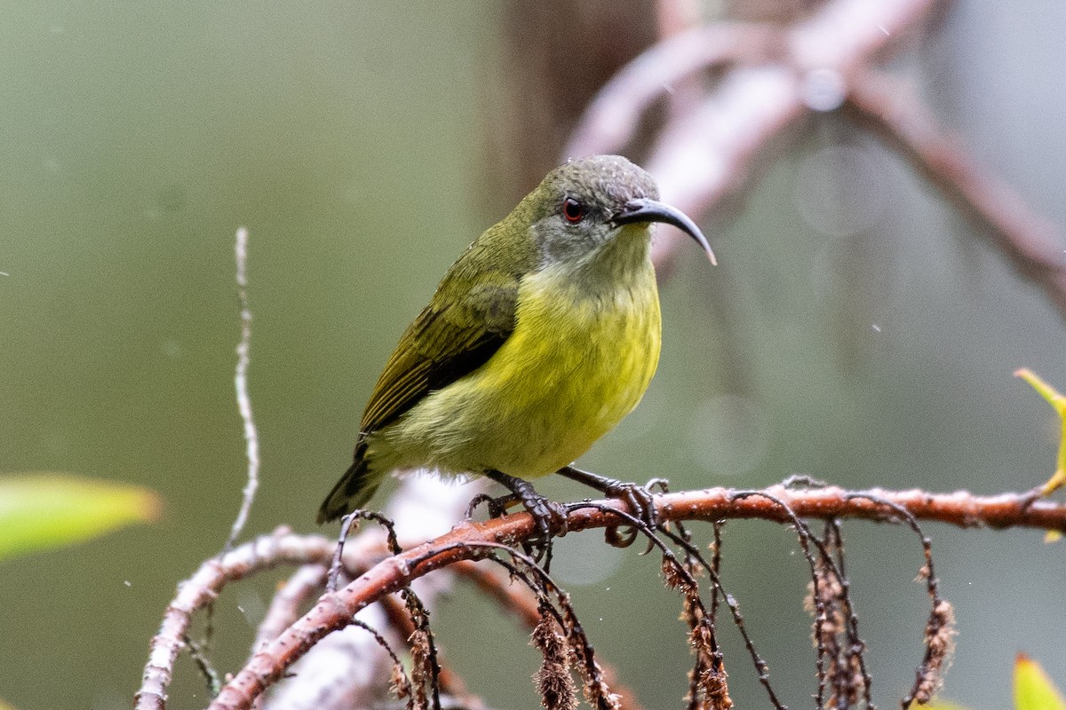 Metallic-winged Sunbird (Luzon) - ML631478048